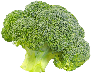 Broccoli, Bunch, Floret, Fresh, Food, Vegetable, Png - Transparent Background Broccoli Transparent, Png Download PNG image with transparent background