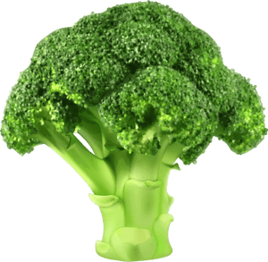 Clip Art Png Best Web - Fresh Broccoli, Transparent Png PNG image with transparent background