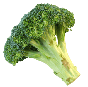 Fresh Broccoli Stalk PNG