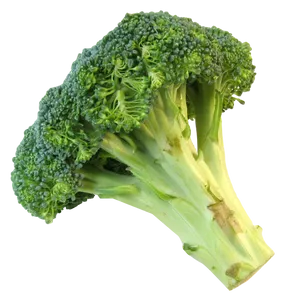Fresh Broccoli Stalk PNG Image