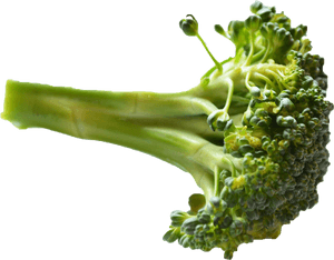 Broccoli Png Image Hd - Piece Of Broccoli Png, Transparent Png PNG image with transparent background
