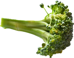 Fresh Broccoli Stalk Isolated PNG Image