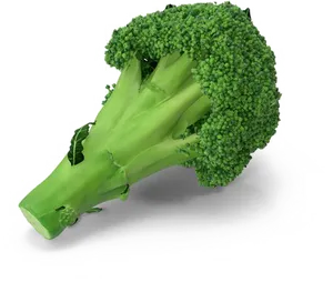 Fresh Broccoli Stalk PNG Image