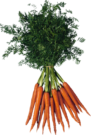 Fresh Bunchof Carrots PNG image with transparent background