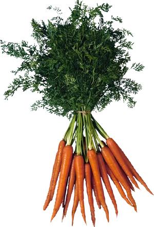 Fresh Bunchof Carrots PNG Image