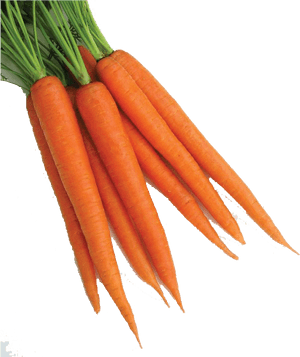 Fresh Bunchof Carrots PNG image with transparent background