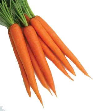 Fresh Bunchof Carrots PNG Image