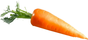 Fresh Carrot Isolated Image PNG image with transparent background