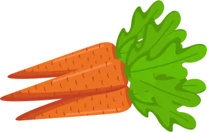 Fresh Carrots Illustration PNG Image