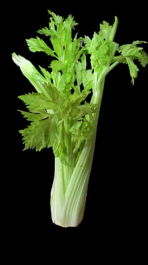 Fresh Celery Bunch Black Background PNG image with transparent background