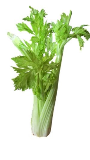 Fresh Celery Bunch Black Background PNG Image