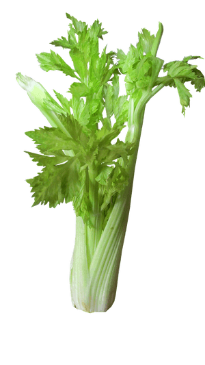 Fresh Celery Bunch Isolated PNG image with transparent background