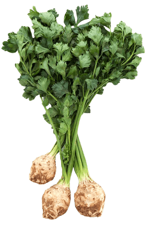 Fresh Celery Root Bunch PNG image with transparent background