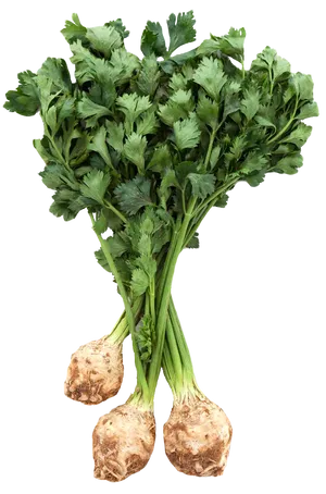 Fresh Celery Root Bunch PNG Image