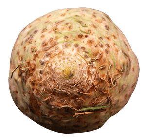 Fresh Celery Root Texture PNG image with transparent background