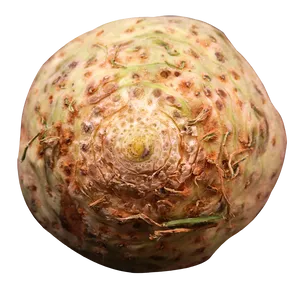 Fresh Celery Root Texture PNG Image