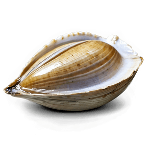 Fresh Clam PNG 94 PNG image with transparent background