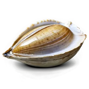 Fresh Clam Png 94 PNG Image