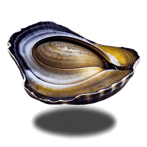 Fresh Clam PNG ico38 PNG image with transparent background