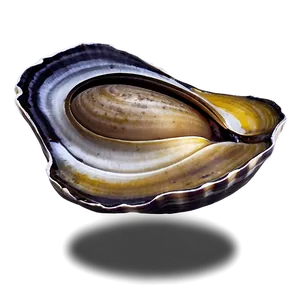 Fresh Clam Png Ico38 PNG Image