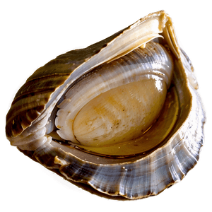 Fresh Clam PNG vtc20 PNG image with transparent background