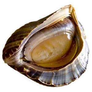 Fresh Clam Png Vtc20 PNG Image