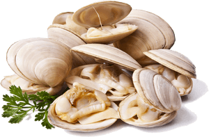 Clam Png Images Transparent Free Download - Clams Png, Png Download PNG with transparent background