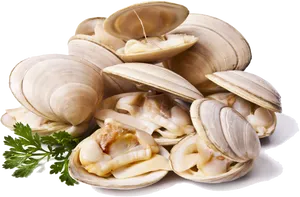 Fresh Clamswith Parsley.png PNG Image