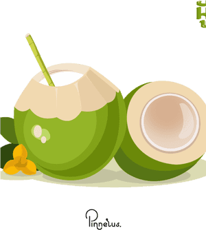 Transparent Coconut Vector Png - Coconut Vector Free Download, Png Download PNG with transparent background