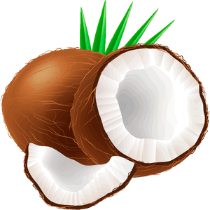 Transparent Eyelash Clipart - Clip Art Coconut Png, Png Download PNG with transparent background