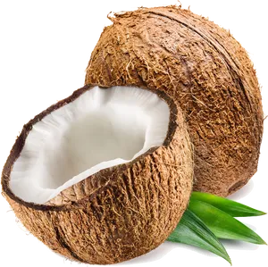 Fresh Coconut Half Transparent Background PNG Image