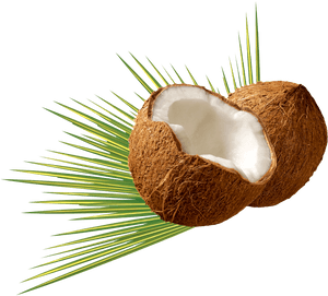 Png Image Pngpix - Coconut Png, Transparent Png PNG with transparent background