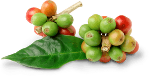 Fresh Coffee Bean Png, Transparent Png PNG image with transparent background