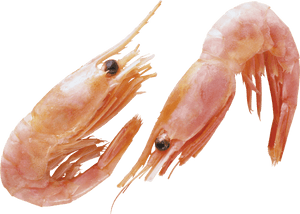 Shrimp Animal Png - Transparent Background Shrimps Png, Png Download PNG