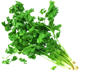 Transparent Coriander Leaves Png, Png Download PNG with transparent background