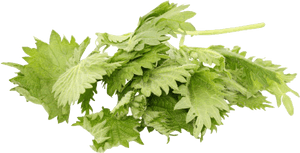 Nettle Png Free Pic - Coriander, Transparent Png PNG with transparent background