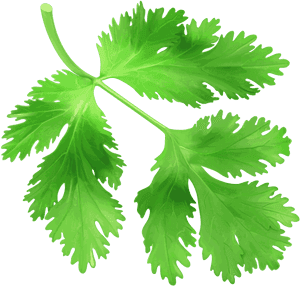 Coriander Png Image Free Download Searchpng - Transparent Coriander Png, Png Download PNG with transparent background