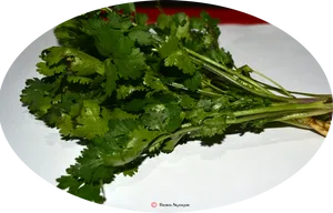 Fresh Coriander Leaveson Plate PNG Image