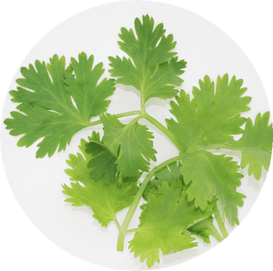 Coriander , Png Download - Coriander, Transparent Png PNG with transparent background