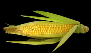 Fresh Corn Cobon Black Background PNG image with transparent background