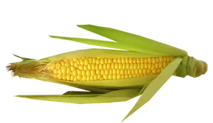 Fresh Corn Cobon Black Background PNG Image