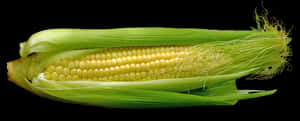 Fresh Corn Cobon Black Background PNG image with transparent background