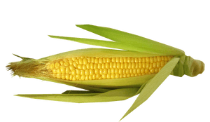 Fresh Corn Cobwith Husk PNG image with transparent background