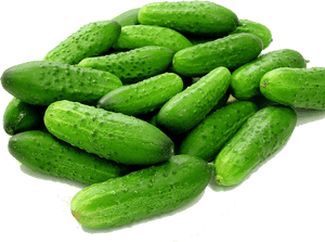 Cucumbers Transparent Background - Cucumber On White Background Hd, HD Png Download PNG image with transparent background