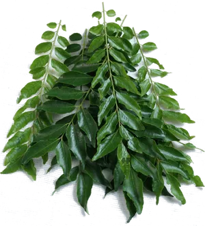 Fresh Curry Leaves Branch PNG Image