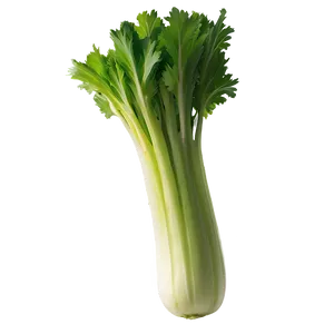 Fresh Cut Celery Png 06252024 PNG Image