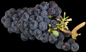 Fresh Dewy Black Grapes Cluster.jpg PNG image with transparent background