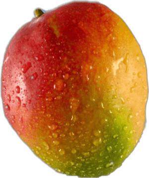 Fresh Dewy Mango Fruit PNG with transparent background
