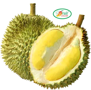 Fresh Durian Fruit Cut Open PNG Image