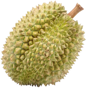 Fresh Durian Fruit Isolated PNG Image